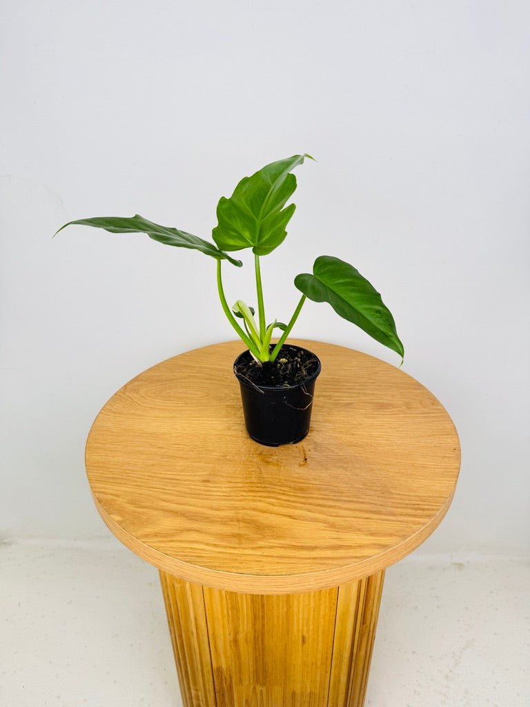 buy philodendron online australia Philodendron Radiatum Var Radiatum | Uprooted