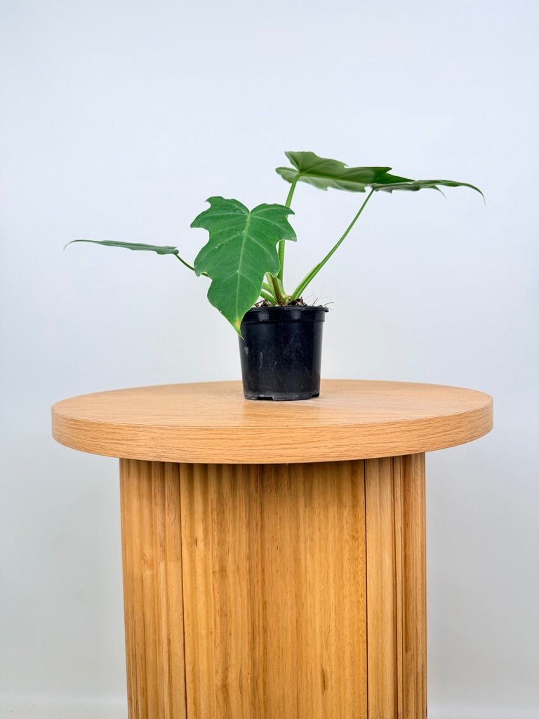 Philodendron Radiatum Var Radiatum | Uprooted