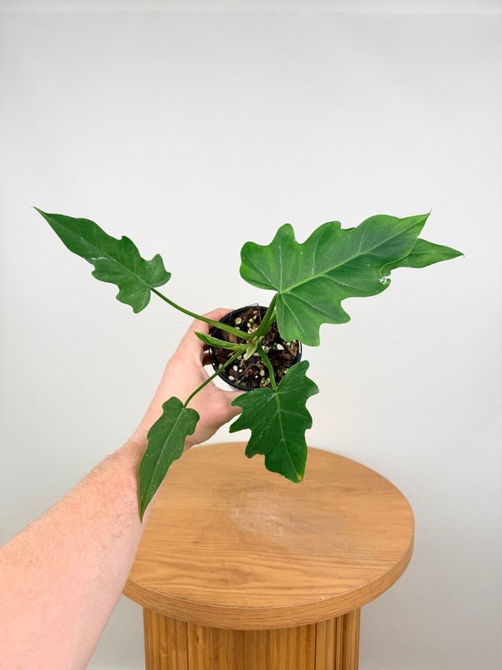 Philodendron Radiatum Var Radiatum | Uprooted