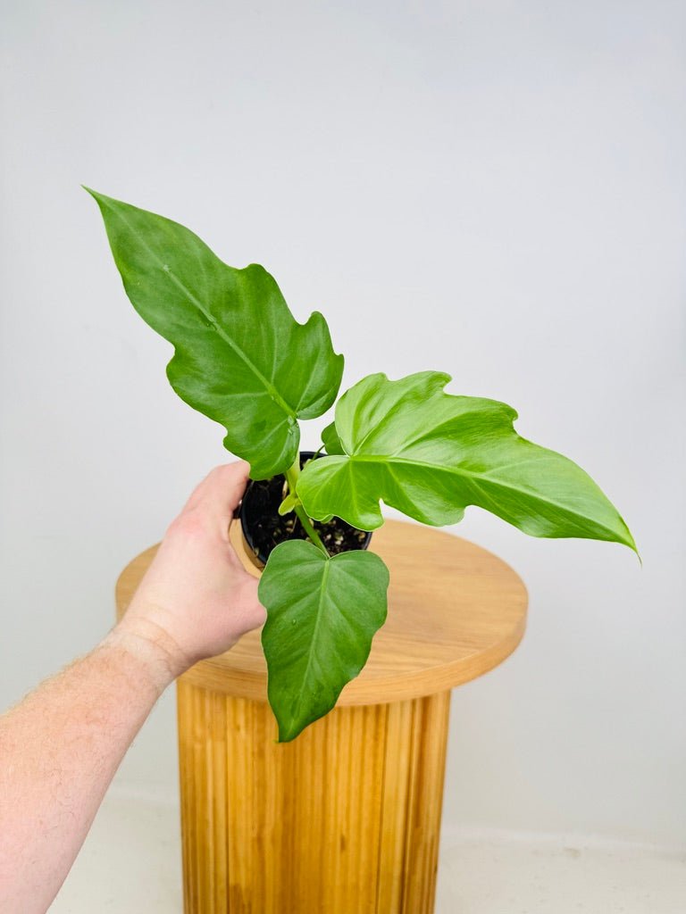 philodendron radiatum for sale Philodendron Radiatum Var Radiatum | Uprooted