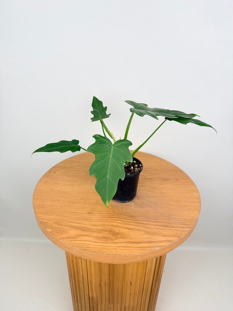 Philodendron Radiatum Var Radiatum | Uprooted