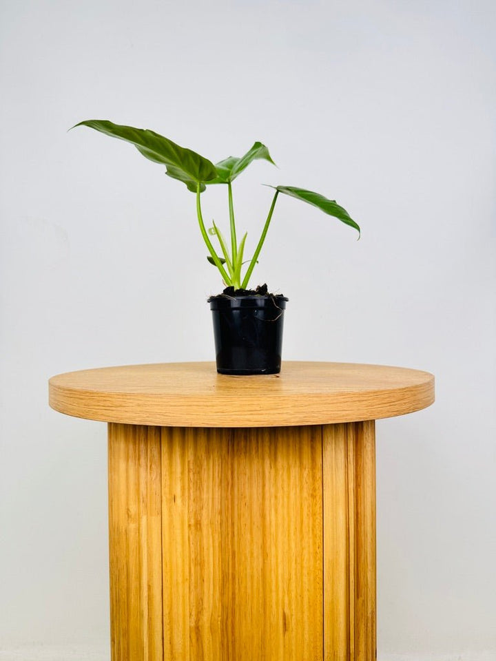 Philodendron Radiatum Var Radiatum | Uprooted