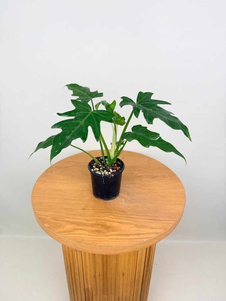 Philodendron Radiatum Var Radiatum | Uprooted