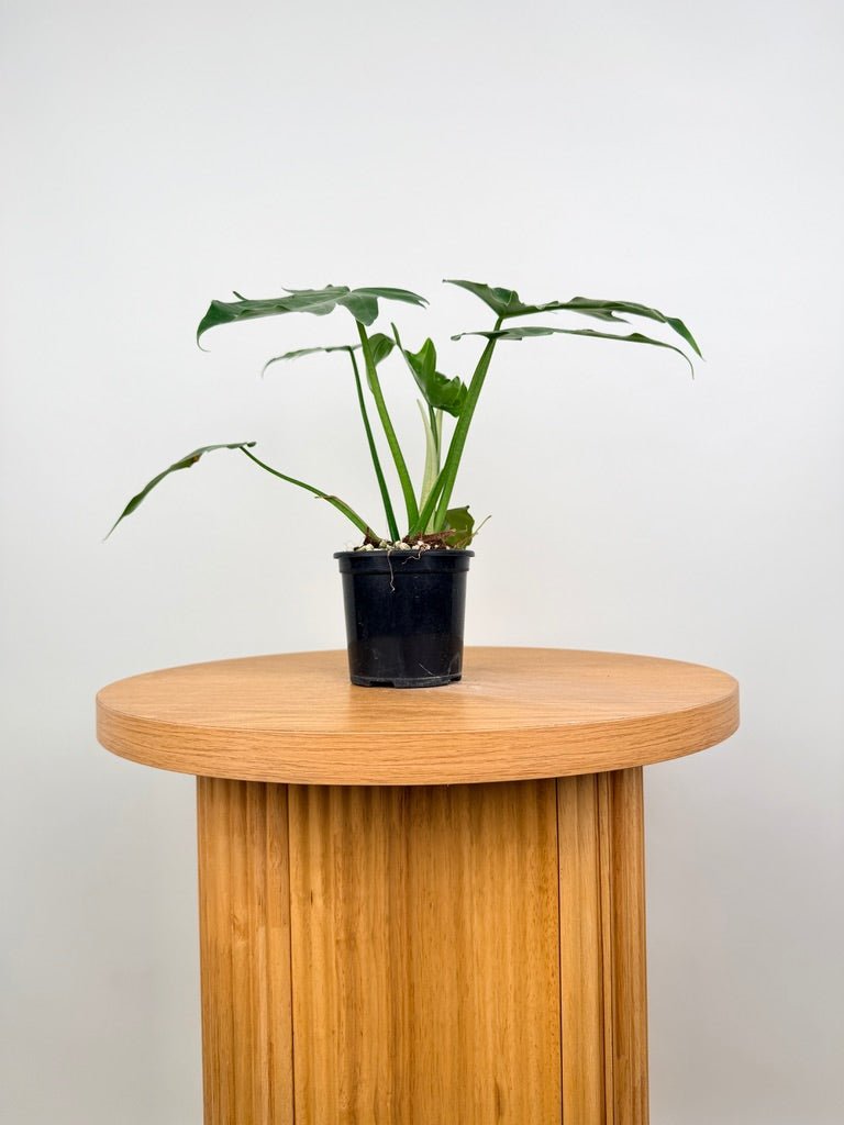 Philodendron Radiatum Var Radiatum | Uprooted