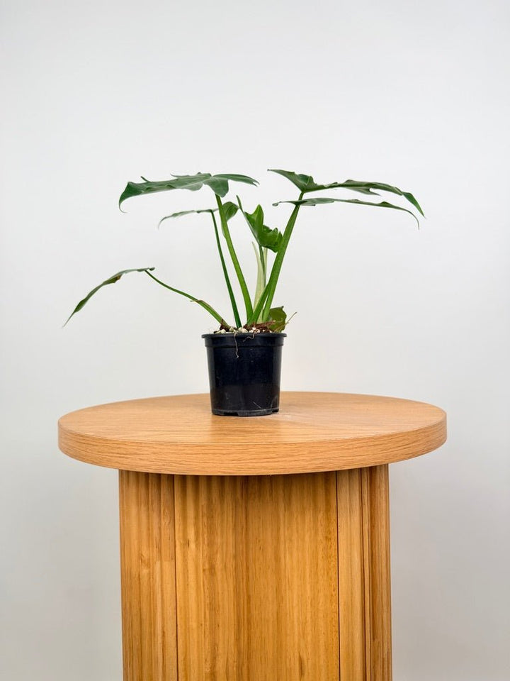 Philodendron Radiatum Var Radiatum | Uprooted