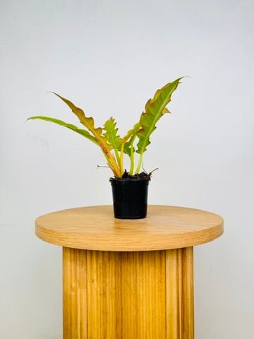 Philodendron Ring of Fire Golden | Uprooted