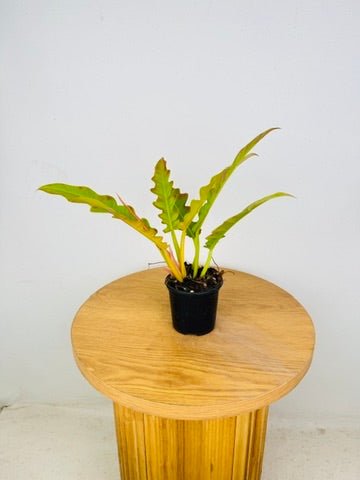 Philodendron Ring of Fire Golden | Uprooted