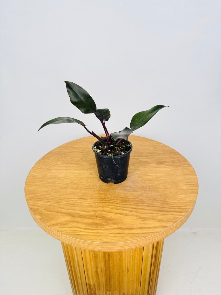 philodendron erubescens royal queen Philodendron Royal Queen | Uprooted