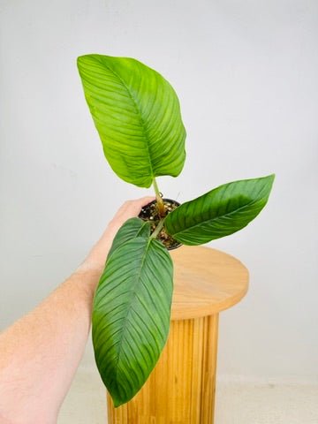 Philodendron Rugapetiolatum | Uprooted
