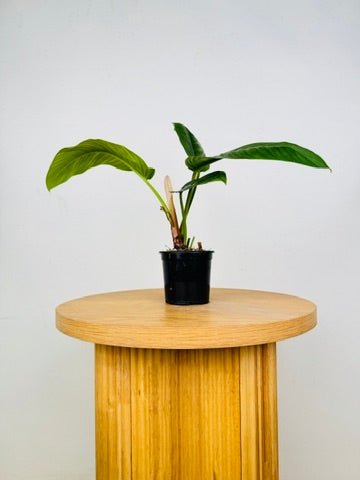 Philodendron Rugapetiolatum | Uprooted