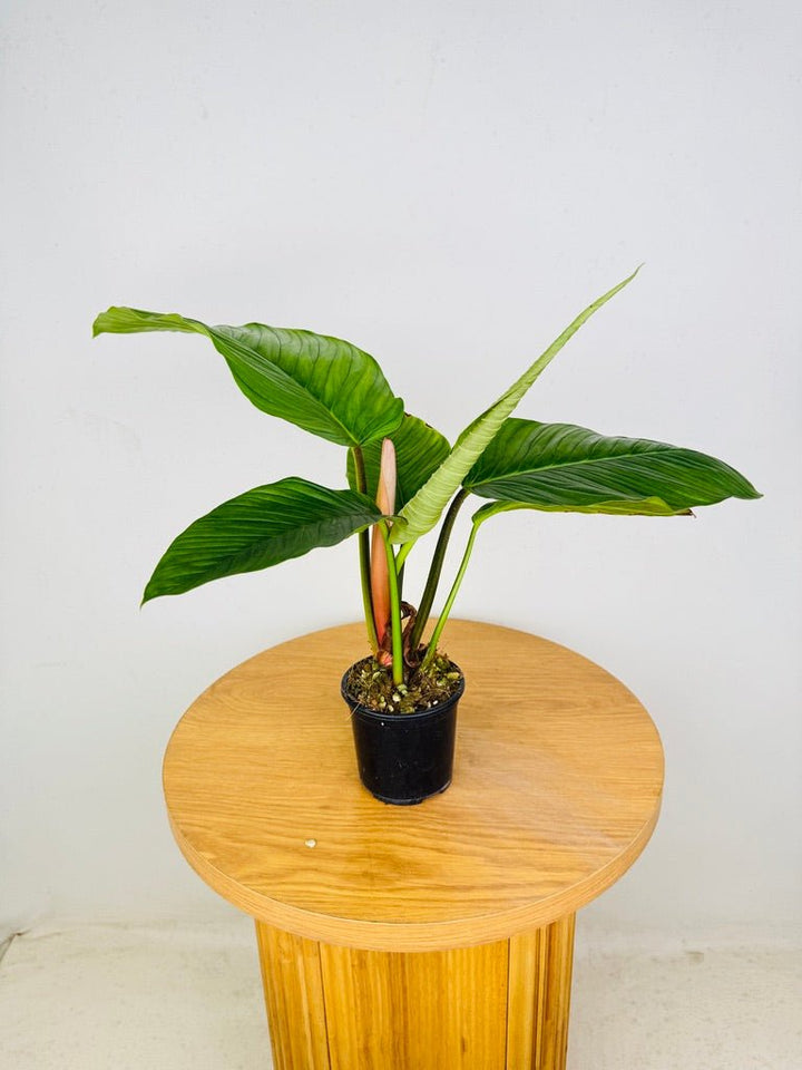 Philodendron Rugapetiolatum | Uprooted
