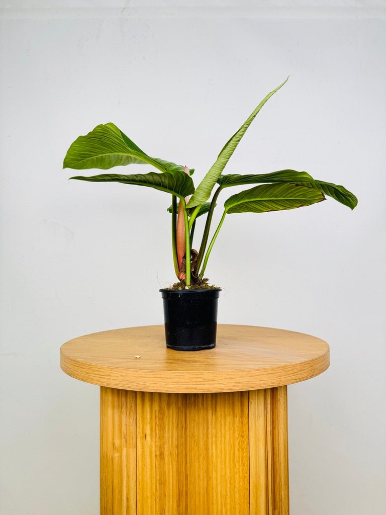 Philodendron Rugapetiolatum | Uprooted
