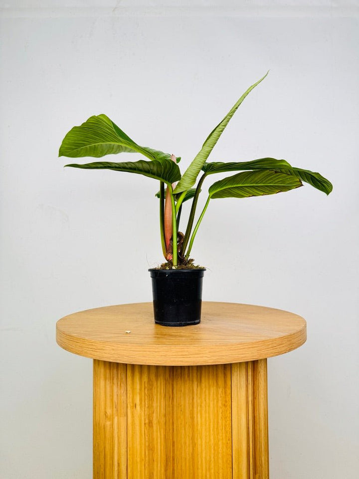 Philodendron Rugapetiolatum | Uprooted