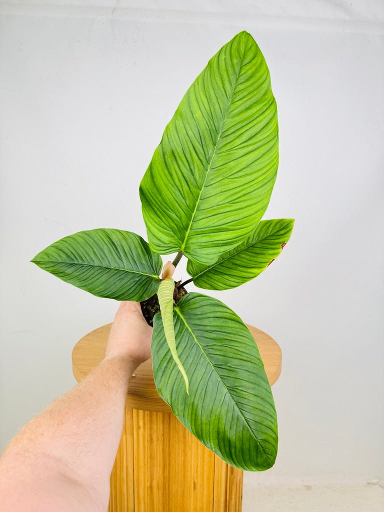Philodendron Rugapetiolatum | Uprooted