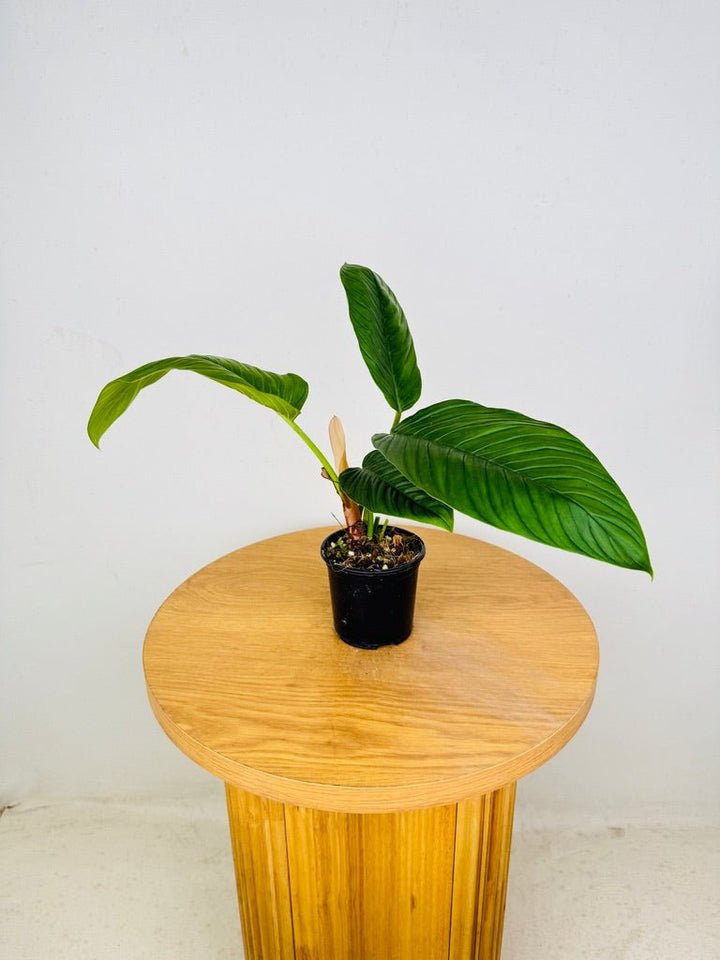 Philodendron Rugapetiolatum | Uprooted