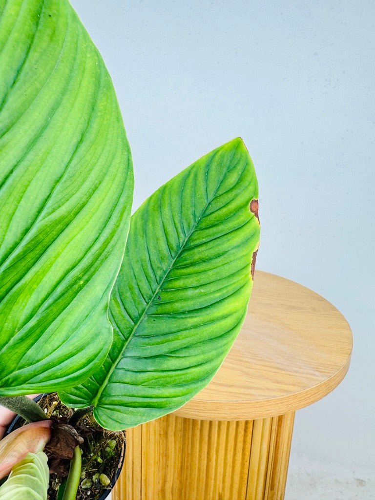 Philodendron Rugapetiolatum | Uprooted