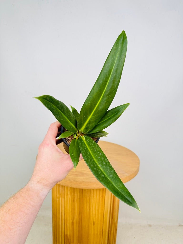 Philodendron Ruizii [Free] - WA Prohibited | Uprooted