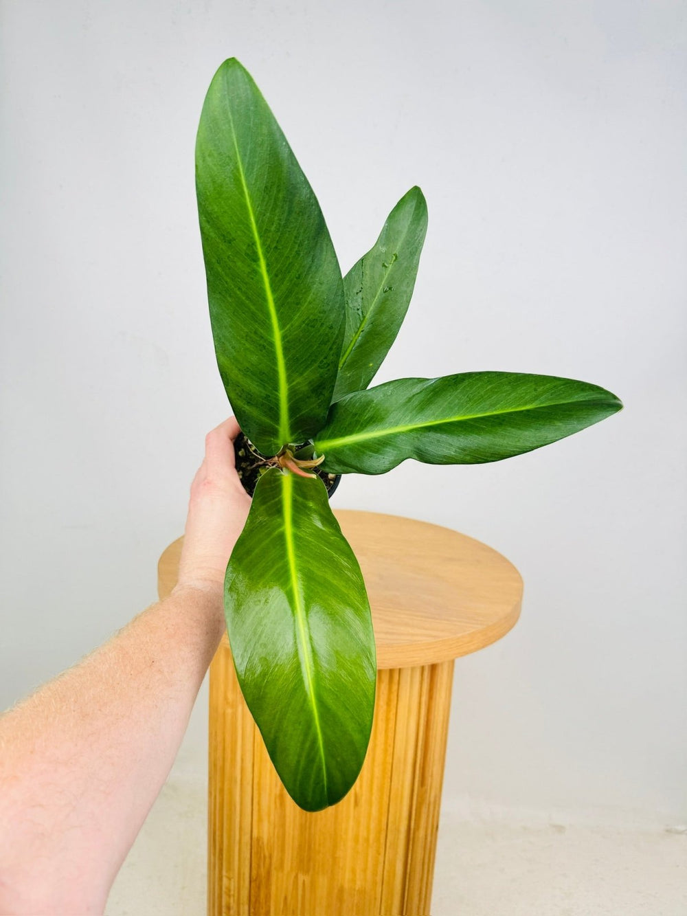 Philodendron Ruizii | Uprooted