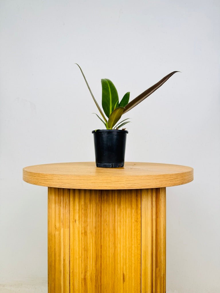 Philodendron Ruizii | Uprooted