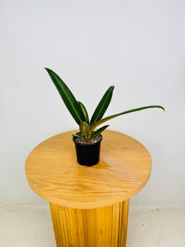 Philodendron Ruizii | Uprooted