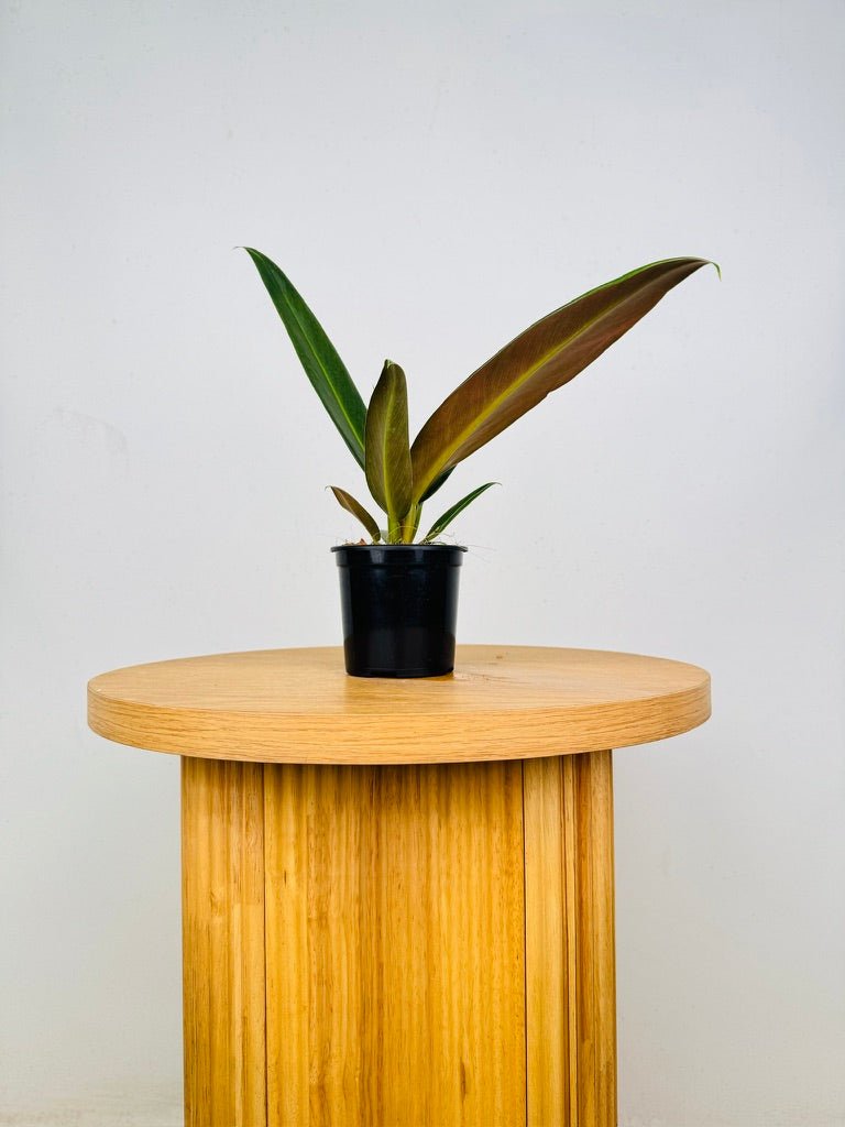 Philodendron Ruizii | Uprooted