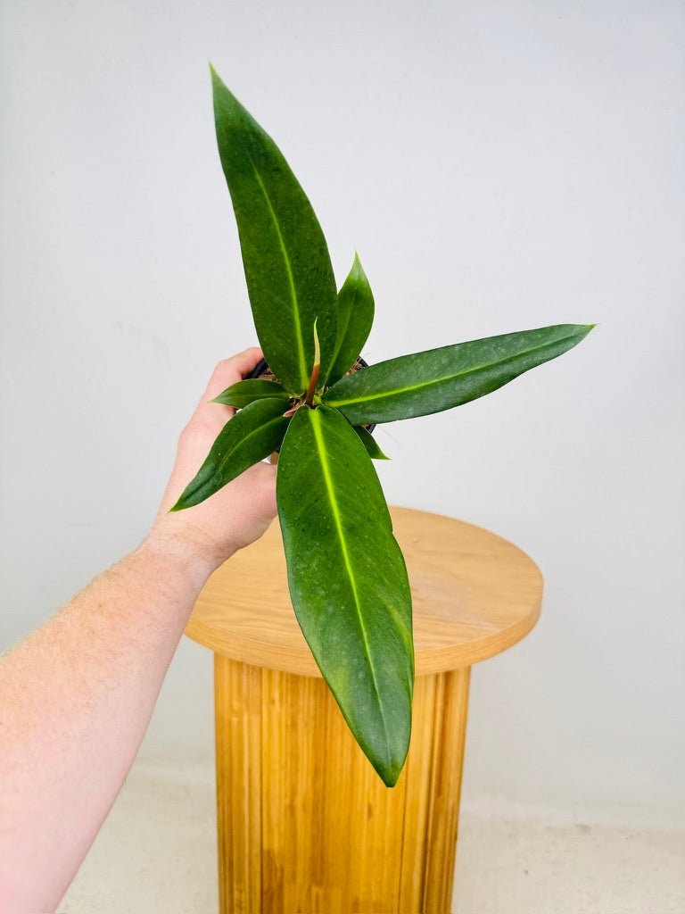 Philodendron Ruizii | Uprooted