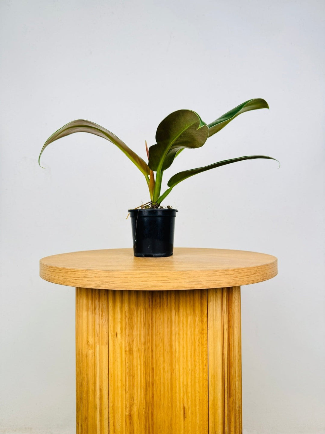 Philodendron Ruizii | Uprooted