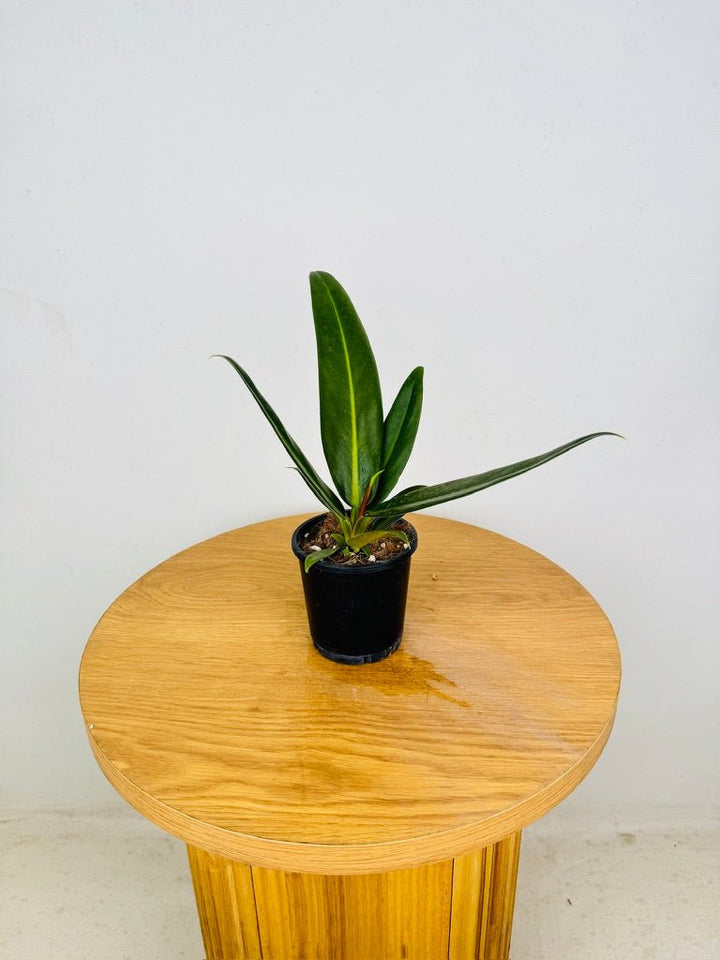 Philodendron Ruizii | Uprooted