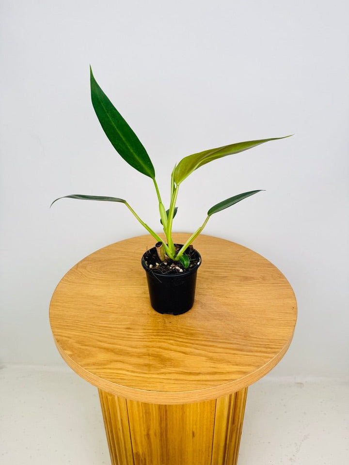 Philodendron Sagittifolium | Uprooted