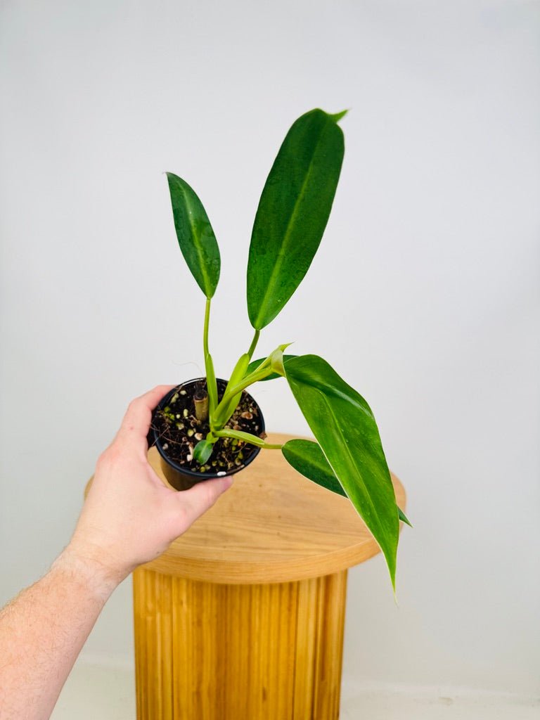Philodendron Sagittifolium | Uprooted