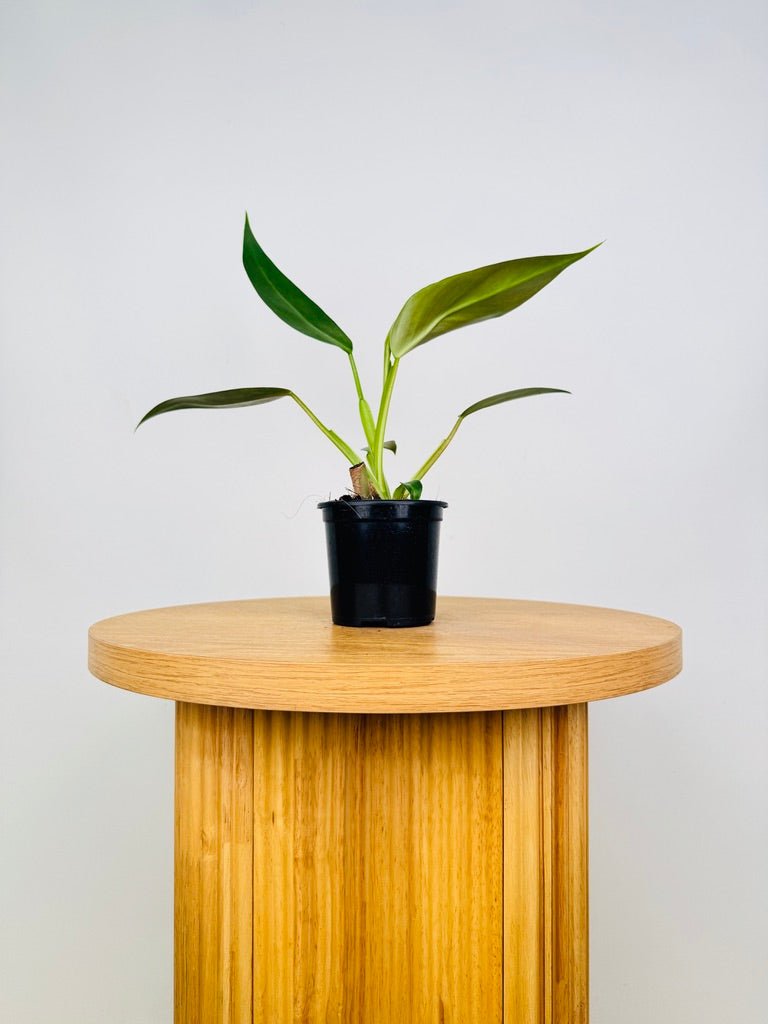 Philodendron Sagittifolium | Uprooted