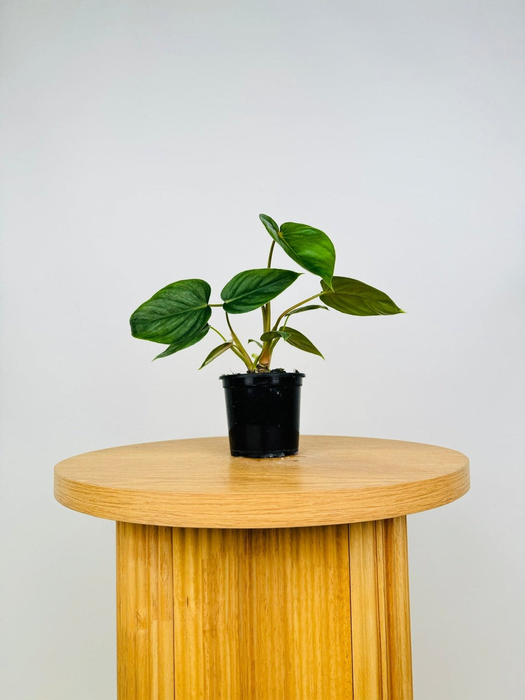 philodendron pastazanum silver care Philodendron Pastazanum Silver | Uprooted