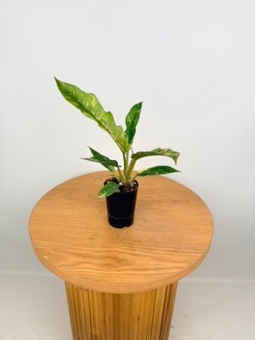 Philodendron Serratum - Ring of Fire | Uprooted
