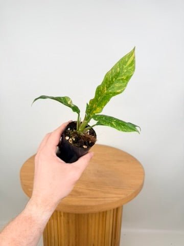 Philodendron Serratum - Ring of Fire | Uprooted