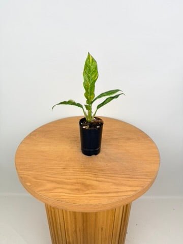 Philodendron Serratum - Ring of Fire | Uprooted