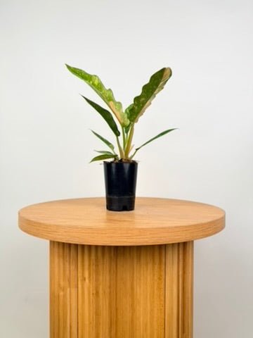 Philodendron Serratum - Ring of Fire | Uprooted