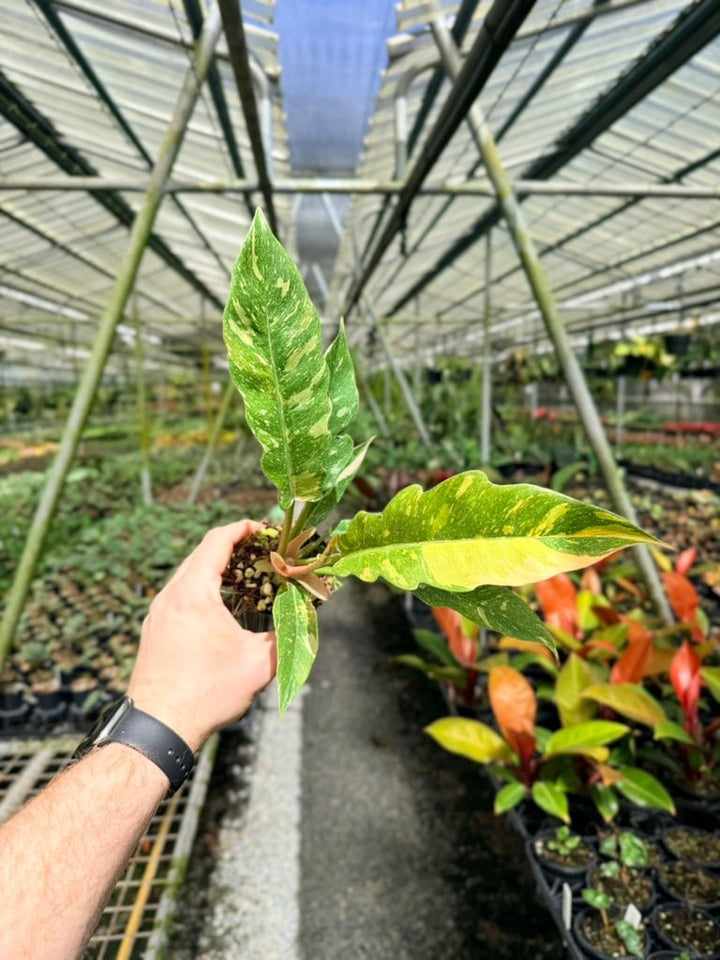 Philodendron Serratum - Ring of Fire | Uprooted
