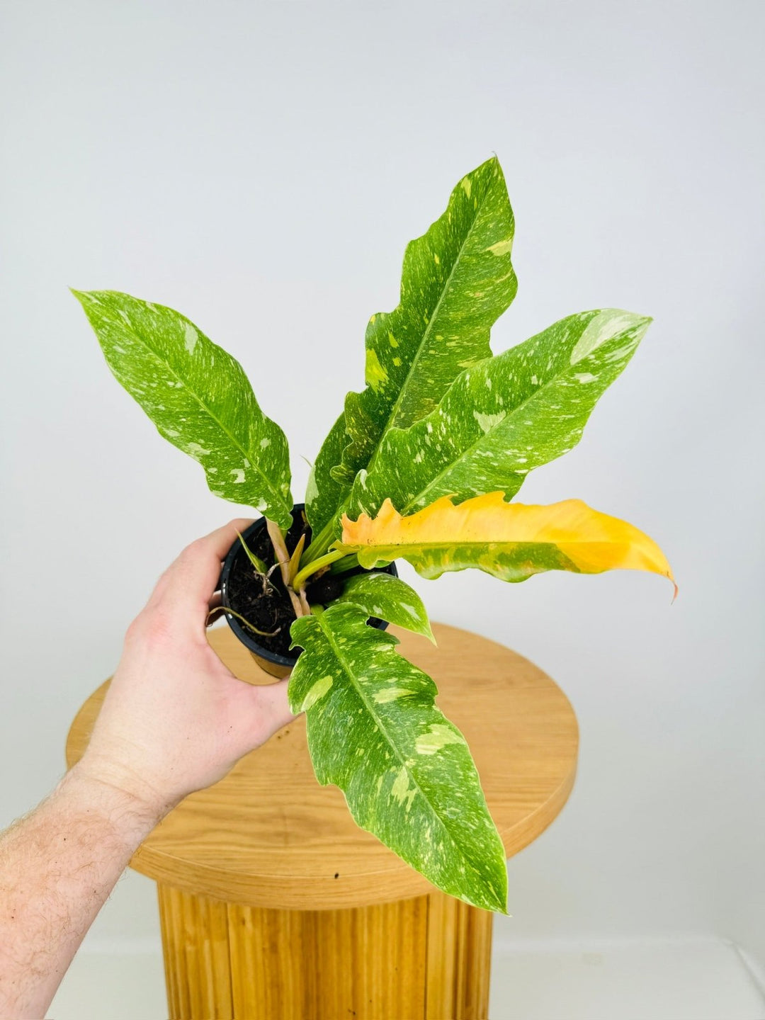 ring of fire philodendron care Philodendron Ring of Fire | Uprooted