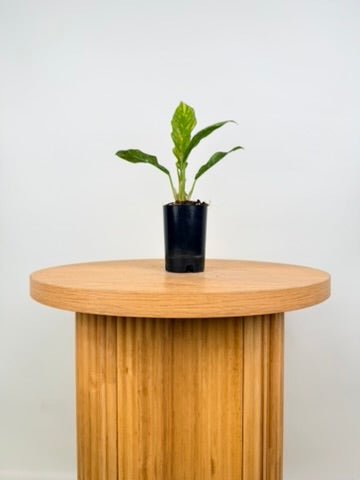 Philodendron Serratum - Ring of Fire | Uprooted