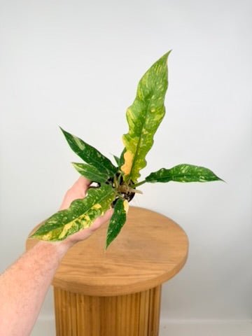 Philodendron Serratum - Ring of Fire | Uprooted