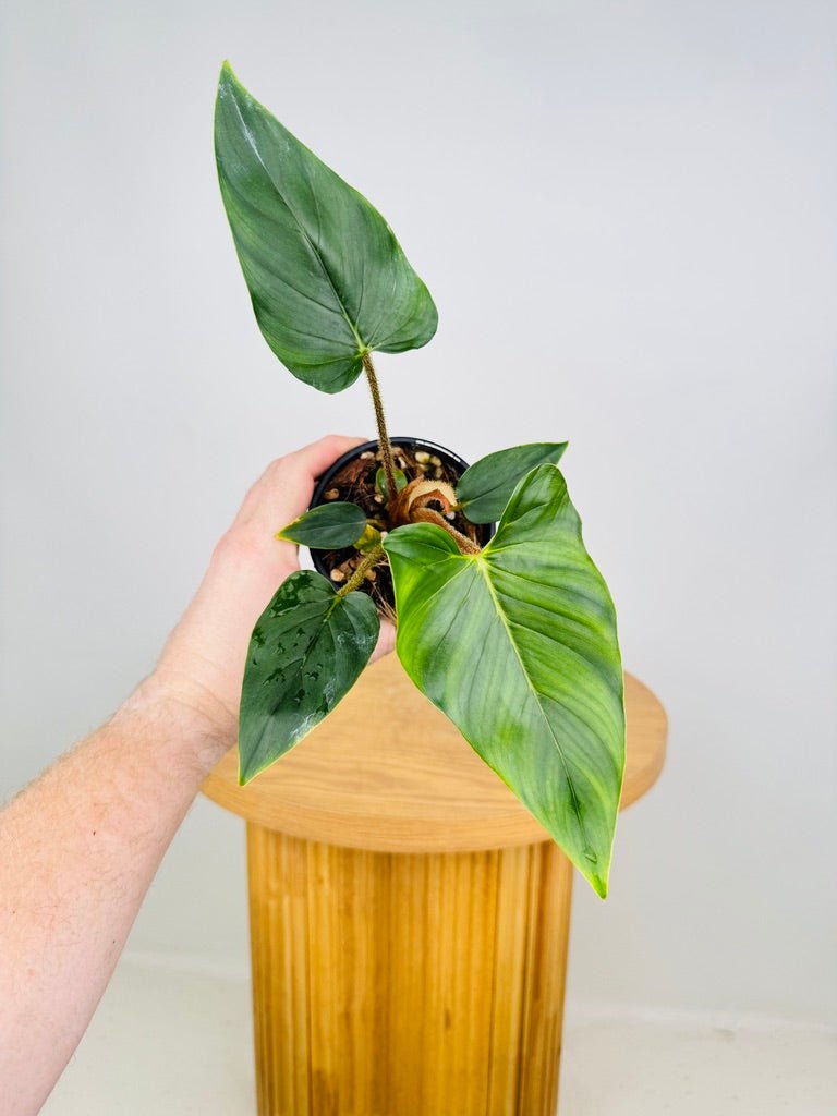 Philodendron Squamicaule | Uprooted