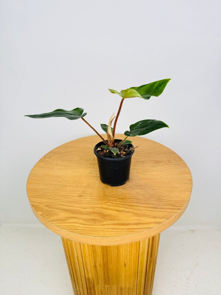 Philodendron Squamicaule | Uprooted