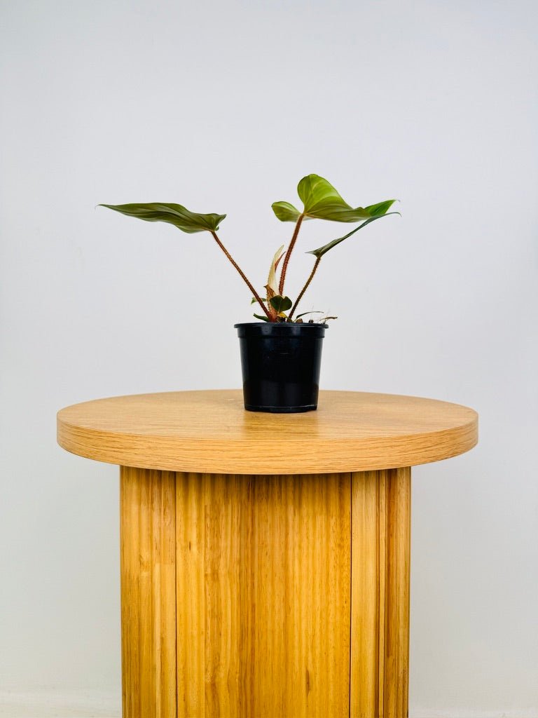 Philodendron Squamicaule | Uprooted