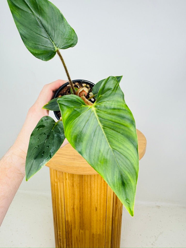 Philodendron Squamicaule | Uprooted
