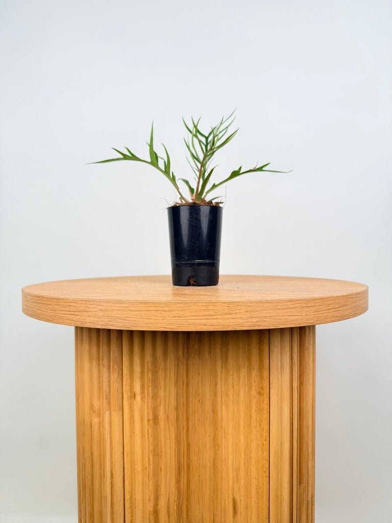 Philodendron Tortum | Uprooted
