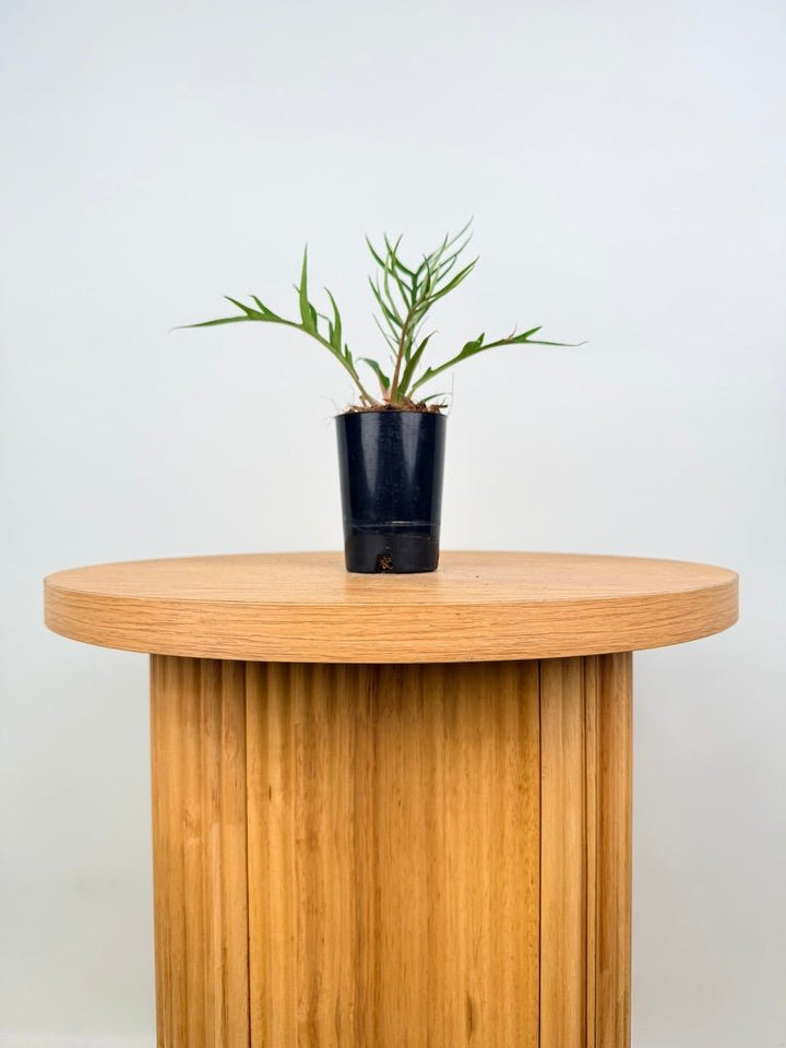 Philodendron Tortum | Uprooted