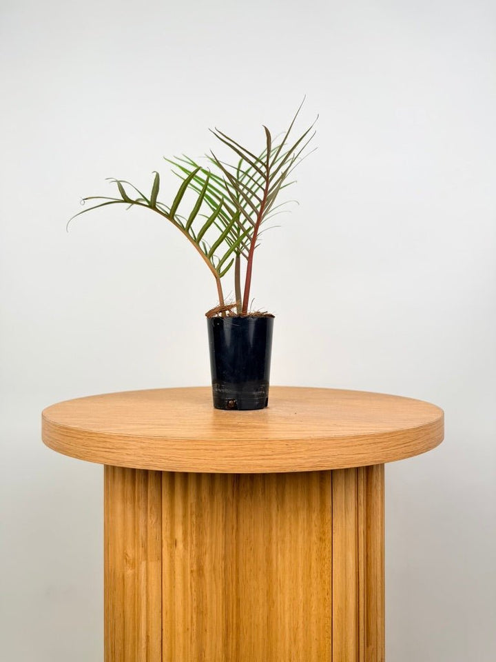 Philodendron Tortum | Uprooted