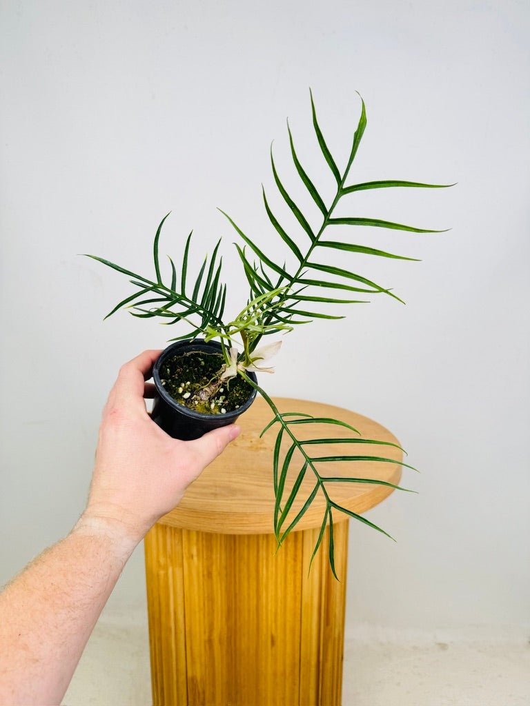 Philodendron Tortum | Uprooted