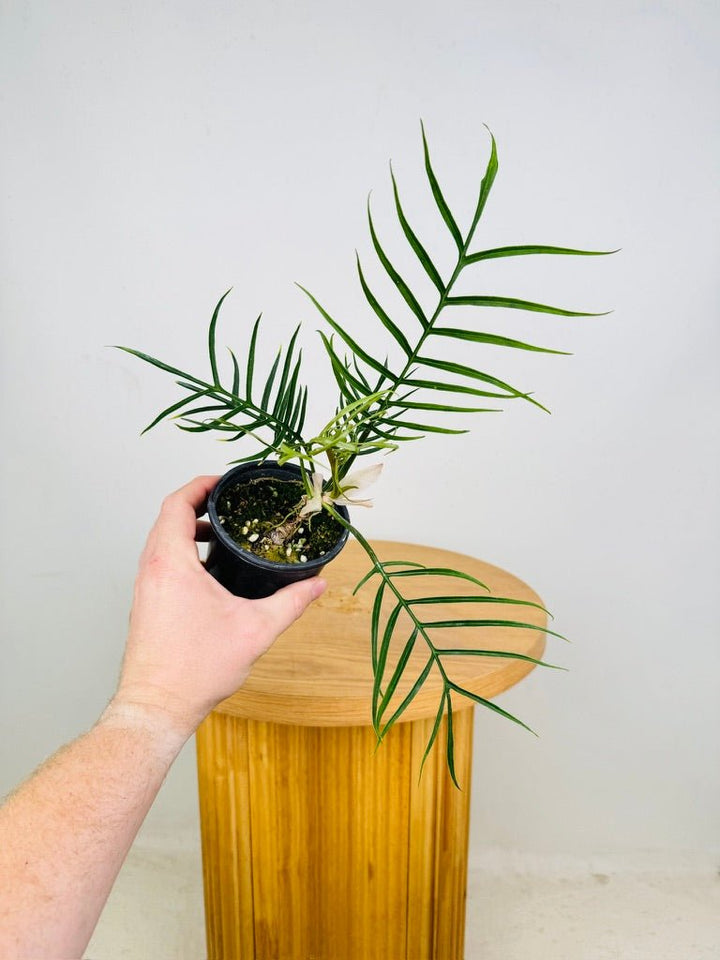 Philodendron Tortum | Uprooted
