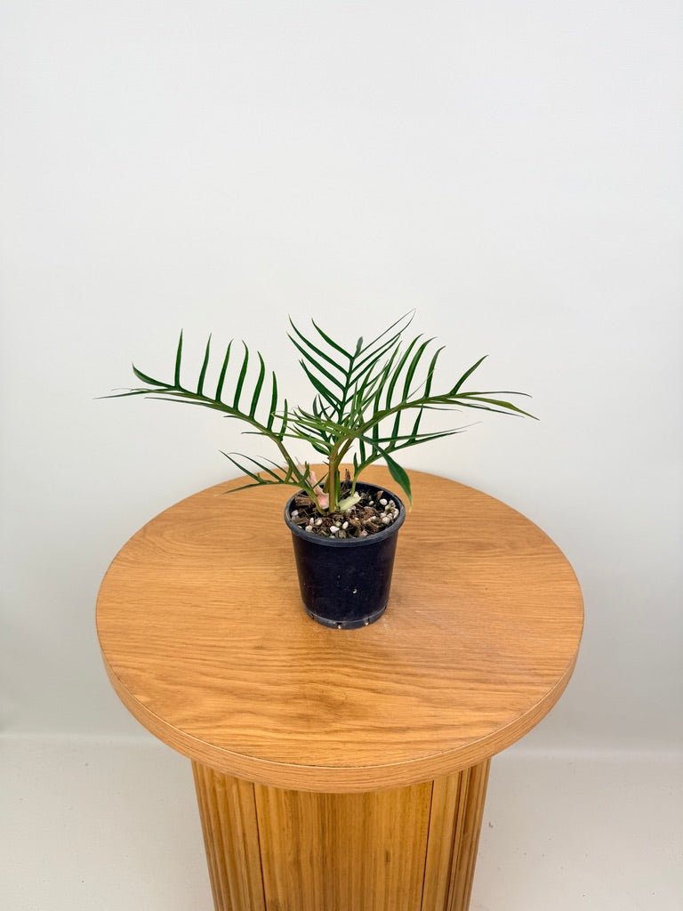 Philodendron Tortum | Uprooted